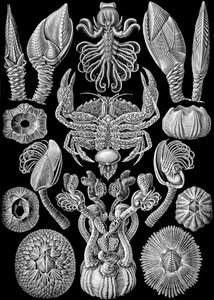Illustration von Cirripedia aus "Kunstformen der Natur" 1904 von Ernst (after) Haeckel