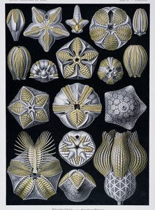 Blastoidea, Tafel aus Kunstformen der Natur von Ernst Haeckel