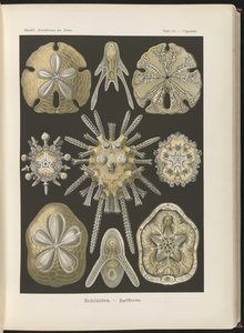 Echinidea: Seeigel und Sanddollars