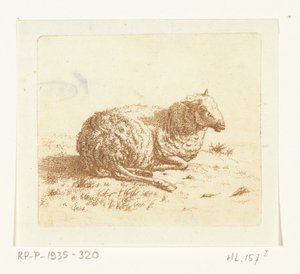 Liegendes Schaf