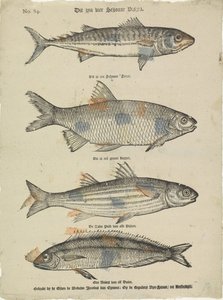 Dies sind vier schöne Fische von Erven de Weduwe Jacobus van Egmont