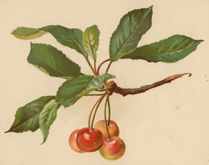 Kirschen