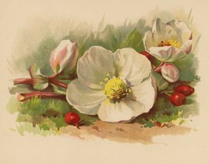 Christrose und Beeren von Ethel C. Nisbet