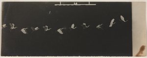 Chronofotografie eines fliegenden Reihers