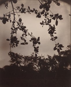 Apfelbaumzweig, 1922/1923 von Eugène Atget