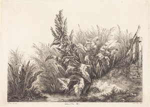 Geduld-Dock, Studie von Eugene Bléry
