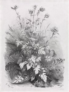 Gruppen verschiedener Pflanzen nach der Natur gezeichnet: Nr. 7, 1848 von Eugene Bléry