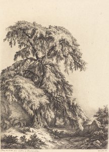 Wacholderbaum