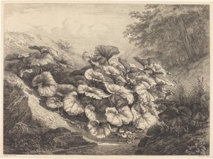 Großes Huflattich, 1843 von Eugene Bléry