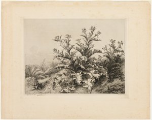 Die große Distel, Tafel drei aus Les quatres grandes plantes von Eugene Bléry