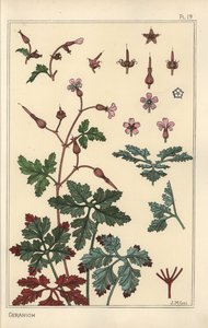 Botanische Illustration einer Geranienblume, Blütenblätter, Blätter von Eugene Grasset