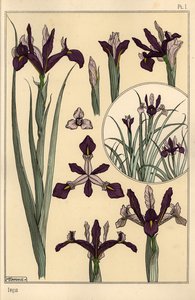 Iris Pflanze und Blütenteile, mit Einsatz