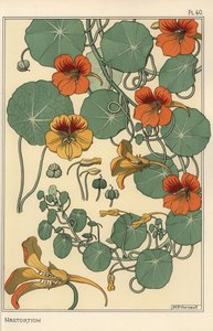 Kapuzinerkresse botanische Studie