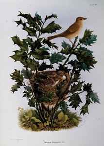 Gartengrasmücke (Sylvia hortensis), Gravur von Oscar Dressler, aus Naturgeschichte der Vögel, die in der Lombardei nisten, von Eugenio Bettoni (1845-1898), Italien von Eugenio Bettoni, Oscar Dressler