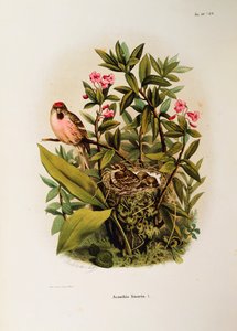 Illustration aus Eugenio Bettonis "Naturgeschichte der Vögel, die in der Lombardei nisten" darstellend Birkenzeisig (Carduelis flammea)