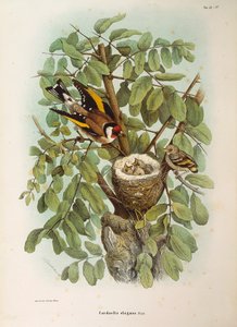 Illustration aus Eugenio Bettonis "Naturgeschichte der Vögel, die in der Lombardei nisten" mit Darstellung der Europäischen Stieglitzfamilie (Carduelis carduelis), von Oscar Dressler von Eugenio Bettoni, Oscar Dressler