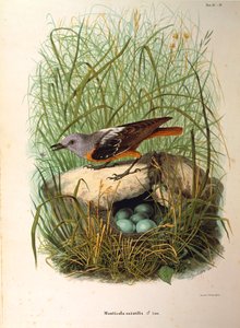 Illustration aus Eugenio Bettonis "Naturgeschichte der Vögel, die in der Lombardei nisten" darstellend Steinrötel Monticola saxatilis Weibchen am Nest, von Oscar Dressler