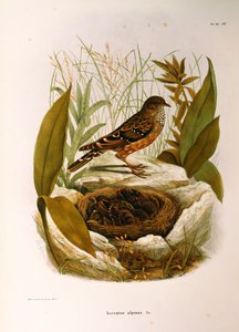 Illustration aus Eugenio Bettonis "Naturgeschichte der Vögel, die in der Lombardei nisten" darstellend Alpenbraunelle (Prunella collaris), von Oscar Dressler