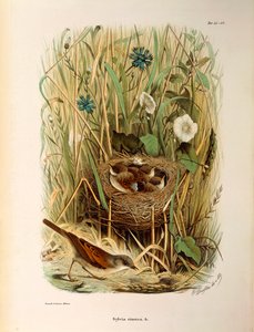 Illustration aus Eugenio Bettonis "Natural History of Birds that Nest in Lombardy" (Whitethroat)