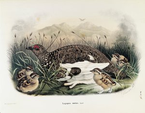 Illustration aus Eugenio Bettonis "Natural History of Birds that Nest in Lombardy" (Rock Ptarmigan) von Eugenio Bettoni, Oscar Dressler