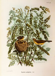 Illustration aus Eugenio Bettonis "Natural History of Birds that Nest in Lombardy" (Melodious Warbler) von Eugenio Bettoni, Oscar Dressler