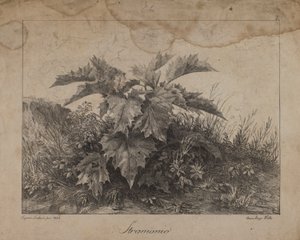 Stramonium von Eugenio Landesio