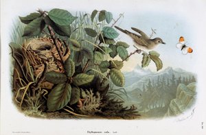Darstellung des Zilpzalps (Phyllopneuste rufa) (Chromolithographie) von Eugenio and Dressler Oscar  Bettoni