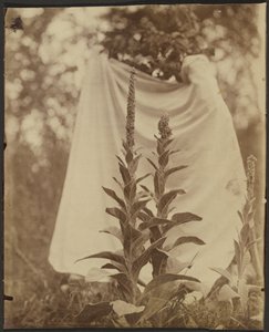 Königskerze (Bouillon Blanc) von Eugène Atget