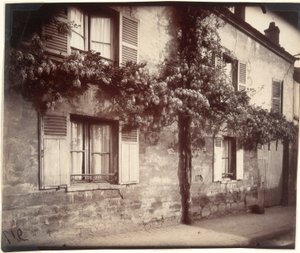 Glyzinie (Wisteria), Châtillon