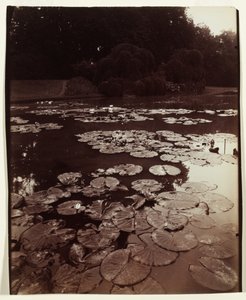 Seerose