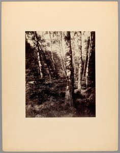 Parc de Saint-Cloud von Eugène Atget