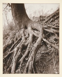 Saint-Cloud von Eugène Atget