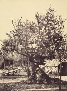 Taubenhaus im Baum