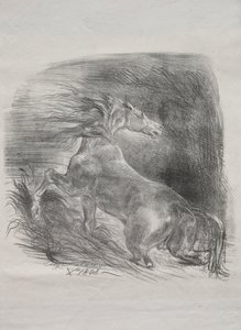 Das wilde Pferd