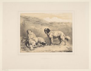 Drei Hunde von Eugène Verboeckhoven