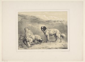 Drei Hunde (Diverse zahme Tiere) (Treize sujets d