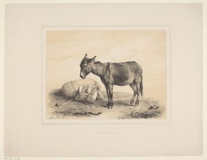 Rastender Packesel von Eugène Verboeckhoven