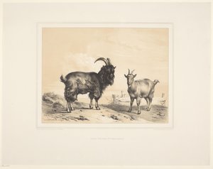 Zwei Ziegen Diverse Tiere Études d