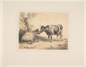 Zwei Kühe Diverse Tiere Études d