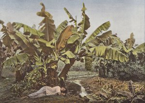 Bananenstaude und Maniok