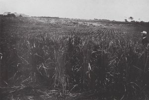 Brasilien: Ein Reisfeld, San Paolo von European Photographer
