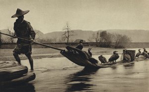 China, Fischfang mit Kormoranen