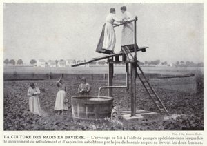 Der Radisanbau in Bayern
