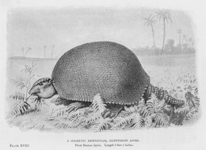 Ein Gigantisches Gürteltier, Glyptodon Asper