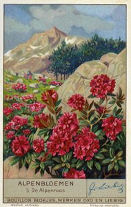 Alpenrose (Rhododendron ferrugineum) (Chromolithografie) von European School