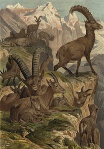Alpensteinbock