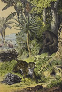 Tiere und Pflanzen von Äquatorialguinea