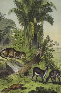 Tiere und Pflanzen Indiens