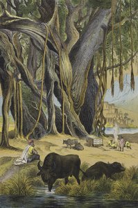 Tiere und Pflanzen von Indien