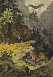 Tiere und Pflanzen der Rocky Mountains Nordamerikas